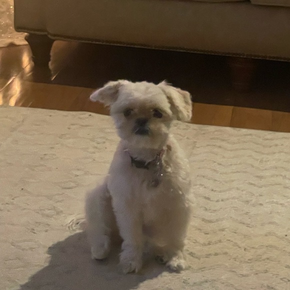 Meet your Posher, Helen - Picture 9 of 9